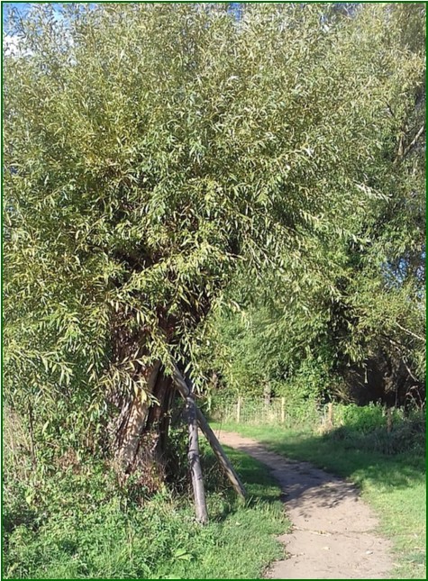 1 Willow Tree