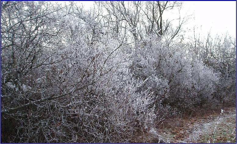 Frozen hedge