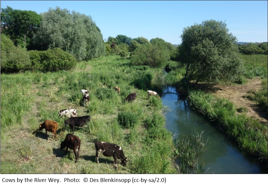 Cows by the River Wey