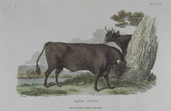 sussex Cattle 3