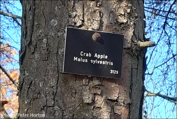 Crab Apple tree sign