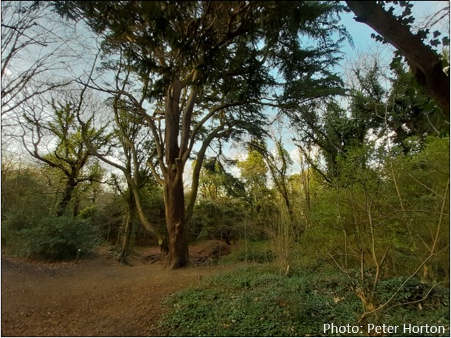 Sydenham Hill Wood